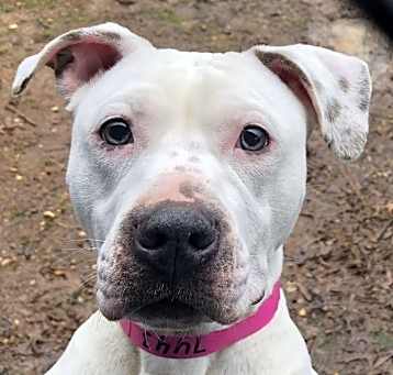 Photo of Annie