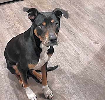 Photo of Duke