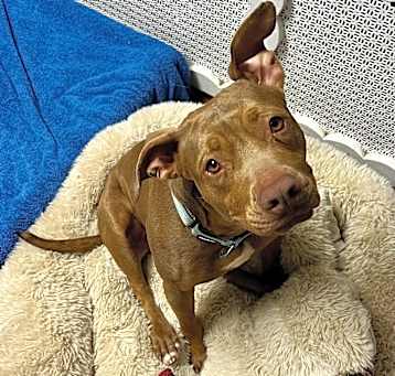 Photo of Winnie - 23287