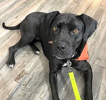 Photo of Velvet