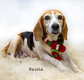 Photo of Bessie