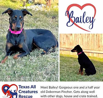 Photo of Bailey