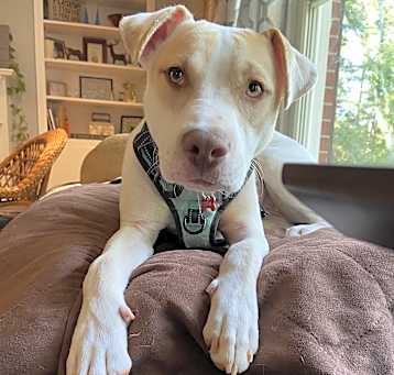 Photo of Luna