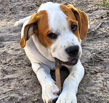 Photo of Levi - Puppy of Reba