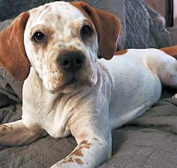 Photo of Callie ADOPTION PENDING