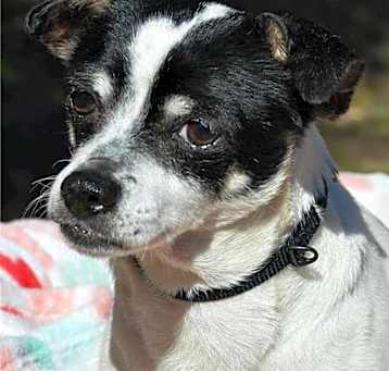 Photo of Dottie