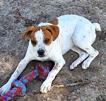 Photo of Nala aka P-Nut - Puppy of Reba