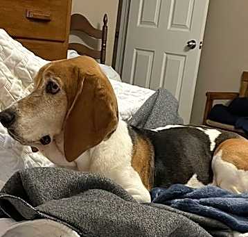 Photo of Milo