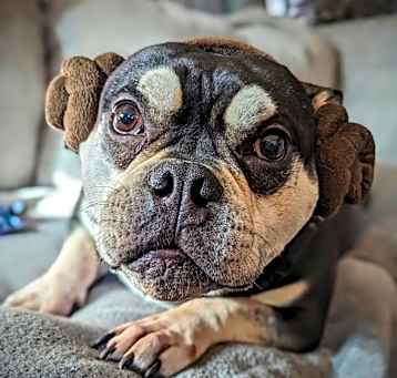 Photo of Beefcake