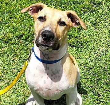 Photo of Bolt