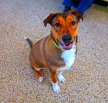 Photo of Cornelius