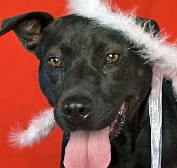 Photo of Onyx