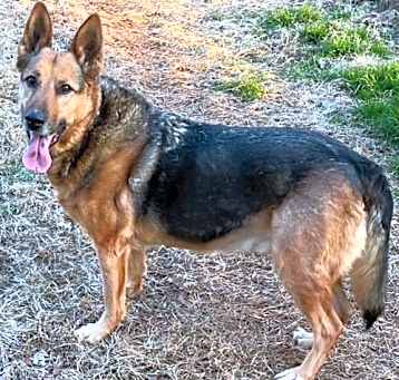 Photo of T Bone ( Courtesy Listing)