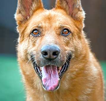 Photo of Chevy