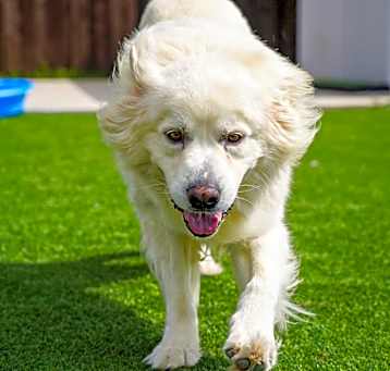 Photo of Barney