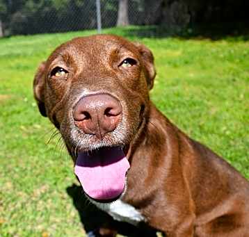 Photo of Gunner