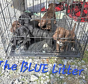 Photo of BLUES CREW