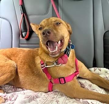 Photo of Annie
