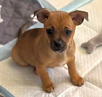 Photo of Chalupa