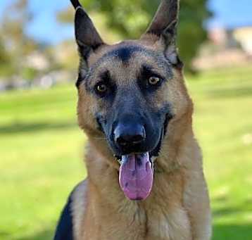 Photo of Bruno
