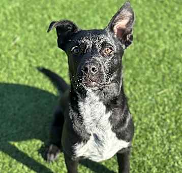 Photo of Taz
