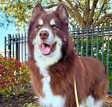 Photo of Aries