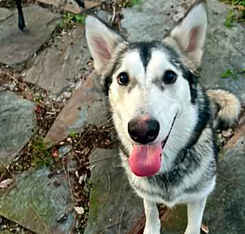 Photo of Gray Wolf