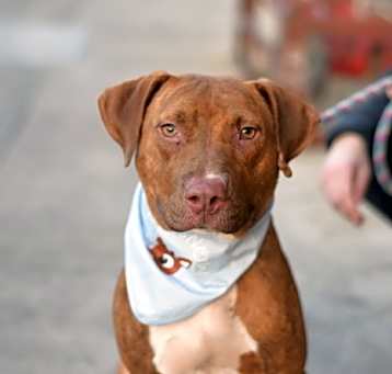 Photo of Tango