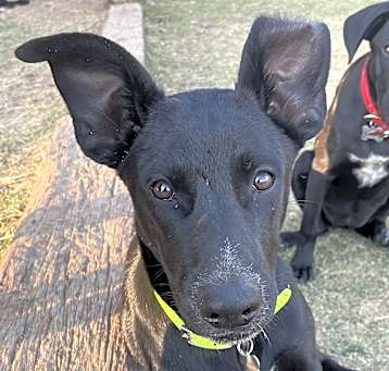 Photo of Hannah - Adopted