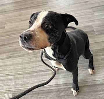 Photo of Buddy