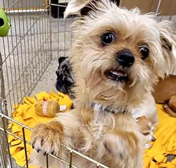 Photo of Scrappy