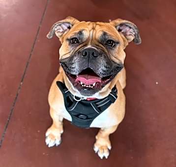 Photo of Honey