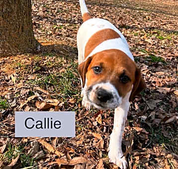 Photo of Callie