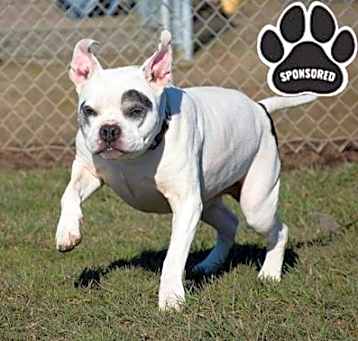 Photo of Dozer Butterball Burgess