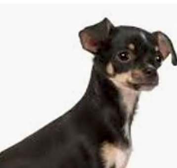 Photo of Milo