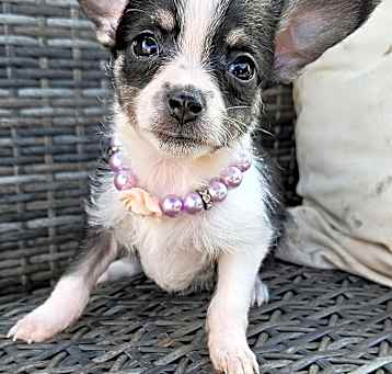 Photo of Sweet Potato