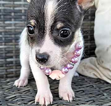 Photo of Snickerdoodle