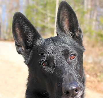 Photo of Coal