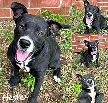 Photo of Hester