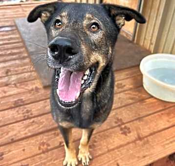 Photo of Oski
