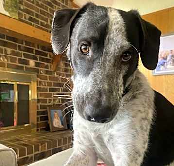 Photo of Maverick