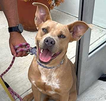 Photo of Indie