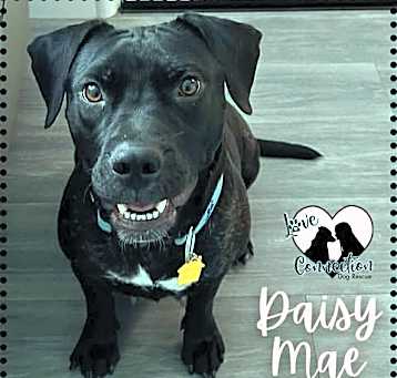 Photo of Daisy Mae