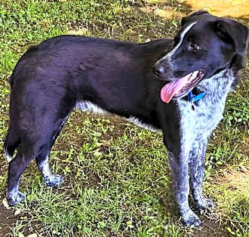 Photo of ALFIE  BLUE -TENDER HEART...EASY