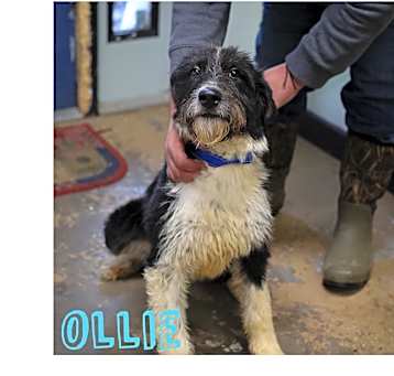 Photo of Ollie
