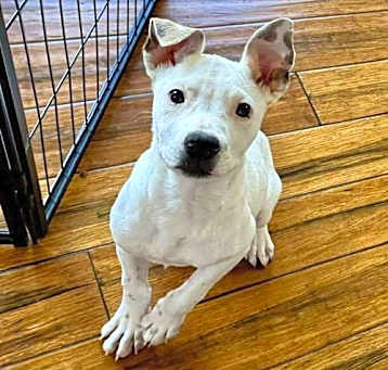 Photo of Samson (GA)