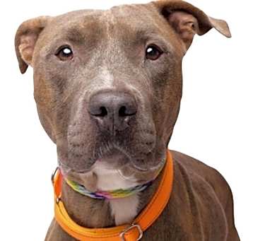 Photo of Baloo