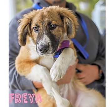 Photo of Freya