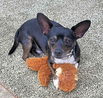 Photo of Oreo 🦴