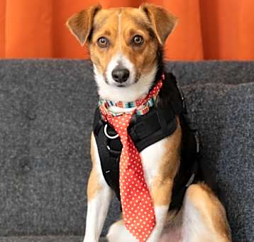 Photo of Otis